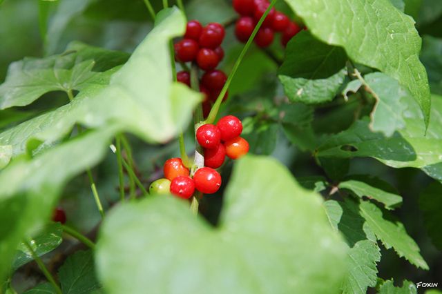 album/010 Rosso e verde.jpg